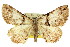  ( - 11ANIC-03687)  @14 [ ] CreativeCommons - Attribution (2011) ANIC/CBG Photography Group Centre for Biodiversity Genomics