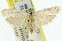  ( - 11ANIC-03738)  @11 [ ] CreativeCommons - Attribution (2011) ANIC/CBG Photography Group Centre for Biodiversity Genomics