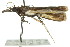  ( - 11ANIC-03776)  @12 [ ] CreativeCommons - Attribution (2011) ANIC/CBG Photography Group Centre for Biodiversity Genomics