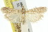  ( - 11ANIC-03778)  @11 [ ] CreativeCommons - Attribution (2011) ANIC/CBG Photography Group Centre for Biodiversity Genomics