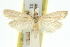  ( - 11ANIC-03791)  @11 [ ] CreativeCommons - Attribution (2011) ANIC/CBG Photography Group Centre for Biodiversity Genomics