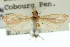  (Comorta sp. ANIC1 - 11ANIC-03815)  @12 [ ] CreativeCommons - Attribution (2011) ANIC/CBG Photography Group Centre for Biodiversity Genomics