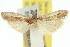 ( - 11ANIC-03830)  @11 [ ] CreativeCommons - Attribution (2011) ANIC/CBG Photography Group Centre for Biodiversity Genomics