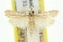  ( - 11ANIC-03853)  @11 [ ] CreativeCommons - Attribution (2011) ANIC/CBG Photography Group Centre for Biodiversity Genomics