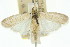  ( - 11ANIC-03861)  @11 [ ] CreativeCommons - Attribution (2011) ANIC/CBG Photography Group Centre for Biodiversity Genomics
