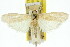  (Heosphora desertella - 11ANIC-03863)  @11 [ ] CreativeCommons - Attribution (2011) ANIC/CBG Photography Group Centre for Biodiversity Genomics