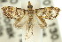  ( - 11ANIC-03866)  @11 [ ] CreativeCommons - Attribution (2011) ANIC/CBG Photography Group Centre for Biodiversity Genomics