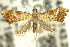  ( - 11ANIC-03873)  @11 [ ] CreativeCommons - Attribution (2011) ANIC/CBG Photography Group Centre for Biodiversity Genomics