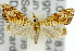  ( - 11ANIC-03875)  @14 [ ] CreativeCommons - Attribution (2011) ANIC/CBG Photography Group Centre for Biodiversity Genomics
