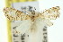  ( - 11ANIC-03877)  @11 [ ] CreativeCommons - Attribution (2011) ANIC/CBG Photography Group Centre for Biodiversity Genomics