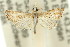  ( - 11ANIC-03878)  @11 [ ] CreativeCommons - Attribution (2011) ANIC/CBG Photography Group Centre for Biodiversity Genomics