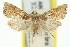 ( - 11ANIC-03880)  @11 [ ] CreativeCommons - Attribution (2011) ANIC/CBG Photography Group Centre for Biodiversity Genomics