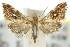  ( - 11ANIC-03881)  @11 [ ] CreativeCommons - Attribution (2011) ANIC/CBG Photography Group Centre for Biodiversity Genomics