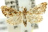 ( - 11ANIC-03884)  @14 [ ] CreativeCommons - Attribution (2011) ANIC/CBG Photography Group Centre for Biodiversity Genomics