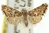  (Glaucocharis sp. ANIC6 - 11ANIC-03888)  @11 [ ] CreativeCommons - Attribution (2011) ANIC/CBG Photography Group Centre for Biodiversity Genomics