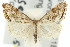  ( - 11ANIC-03891)  @14 [ ] CreativeCommons - Attribution (2011) ANIC/CBG Photography Group Centre for Biodiversity Genomics