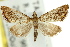  ( - 11ANIC-03894)  @11 [ ] CreativeCommons - Attribution (2011) ANIC/CBG Photography Group Centre for Biodiversity Genomics