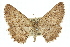  ( - 11ANIC-03922)  @13 [ ] CreativeCommons - Attribution (2011) ANIC/CBG Photography Group Centre for Biodiversity Genomics