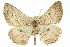  ( - 11ANIC-03924)  @13 [ ] CreativeCommons - Attribution (2011) ANIC/CBG Photography Group Centre for Biodiversity Genomics