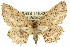  ( - 11ANIC-03925)  @11 [ ] CreativeCommons - Attribution (2011) ANIC/CBG Photography Group Centre for Biodiversity Genomics