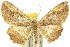  ( - 11ANIC-03933)  @11 [ ] CreativeCommons - Attribution (2011) ANIC/CBG Photography Group Centre for Biodiversity Genomics