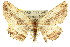  ( - 11ANIC-03935)  @14 [ ] CreativeCommons - Attribution (2011) ANIC/CBG Photography Group Centre for Biodiversity Genomics