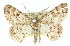  ( - 11ANIC-03958)  @14 [ ] CreativeCommons - Attribution (2011) ANIC/CBG Photography Group Centre for Biodiversity Genomics