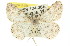  ( - 11ANIC-03959)  @14 [ ] CreativeCommons - Attribution (2011) ANIC/CBG Photography Group Centre for Biodiversity Genomics