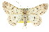  ( - 11ANIC-03961)  @15 [ ] CreativeCommons - Attribution (2011) ANIC/CBG Photography Group Centre for Biodiversity Genomics