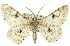  ( - 11ANIC-03962)  @15 [ ] CreativeCommons - Attribution (2011) ANIC/CBG Photography Group Centre for Biodiversity Genomics