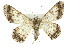  ( - 11ANIC-03964)  @14 [ ] CreativeCommons - Attribution (2011) ANIC/CBG Photography Group Centre for Biodiversity Genomics