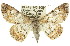  ( - 11ANIC-03967)  @14 [ ] CreativeCommons - Attribution (2011) ANIC/CBG Photography Group Centre for Biodiversity Genomics