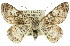  ( - 11ANIC-03968)  @15 [ ] CreativeCommons - Attribution (2011) ANIC/CBG Photography Group Centre for Biodiversity Genomics