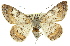  ( - 11ANIC-03970)  @15 [ ] CreativeCommons - Attribution (2011) ANIC/CBG Photography Group Centre for Biodiversity Genomics
