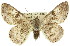  ( - 11ANIC-03971)  @14 [ ] CreativeCommons - Attribution (2011) ANIC/CBG Photography Group Centre for Biodiversity Genomics