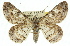  ( - 11ANIC-03972)  @15 [ ] CreativeCommons - Attribution (2011) ANIC/CBG Photography Group Centre for Biodiversity Genomics