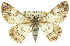  ( - 11ANIC-03973)  @14 [ ] CreativeCommons - Attribution (2011) ANIC/CBG Photography Group Centre for Biodiversity Genomics