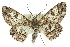  ( - 11ANIC-03977)  @15 [ ] CreativeCommons - Attribution (2011) ANIC/CBG Photography Group Centre for Biodiversity Genomics