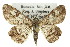  ( - 11ANIC-03978)  @15 [ ] CreativeCommons - Attribution (2011) ANIC/CBG Photography Group Centre for Biodiversity Genomics