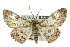  ( - 11ANIC-03980)  @14 [ ] CreativeCommons - Attribution (2011) ANIC/CBG Photography Group Centre for Biodiversity Genomics