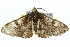  ( - 11ANIC-03983)  @13 [ ] CreativeCommons - Attribution (2011) ANIC/CBG Photography Group Centre for Biodiversity Genomics