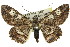  ( - 11ANIC-03985)  @15 [ ] CreativeCommons - Attribution (2011) ANIC/CBG Photography Group Centre for Biodiversity Genomics