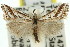  ( - 11ANIC-04665)  @14 [ ] CreativeCommons - Attribution (2011) ANIC/CBG Photography Group Centre for Biodiversity Genomics