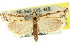  (Diadexia sp. ANIC1 - 11ANIC-04672)  @13 [ ] CreativeCommons - Attribution (2011) ANIC/CBG Photography Group Centre for Biodiversity Genomics