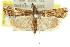  ( - 11ANIC-04677)  @11 [ ] CreativeCommons - Attribution (2011) ANIC/CBG Photography Group Centre for Biodiversity Genomics