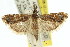  ( - 11ANIC-04682)  @14 [ ] CreativeCommons - Attribution (2011) ANIC/CBG Photography Group Centre for Biodiversity Genomics