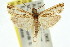  ( - 11ANIC-04684)  @14 [ ] CreativeCommons - Attribution (2011) ANIC/CBG Photography Group Centre for Biodiversity Genomics