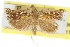  (Diadexia argyropasta - 11ANIC-04696)  @11 [ ] CreativeCommons - Attribution (2011) ANIC/CBG Photography Group Centre for Biodiversity Genomics