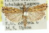  (Diadexia - 11ANIC-04703)  @14 [ ] CreativeCommons - Attribution (2011) ANIC/CBG Photography Group Centre for Biodiversity Genomics