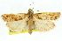  (Diadexia parodes - 11ANIC-04704)  @11 [ ] CreativeCommons - Attribution (2011) ANIC/CBG Photography Group Centre for Biodiversity Genomics
